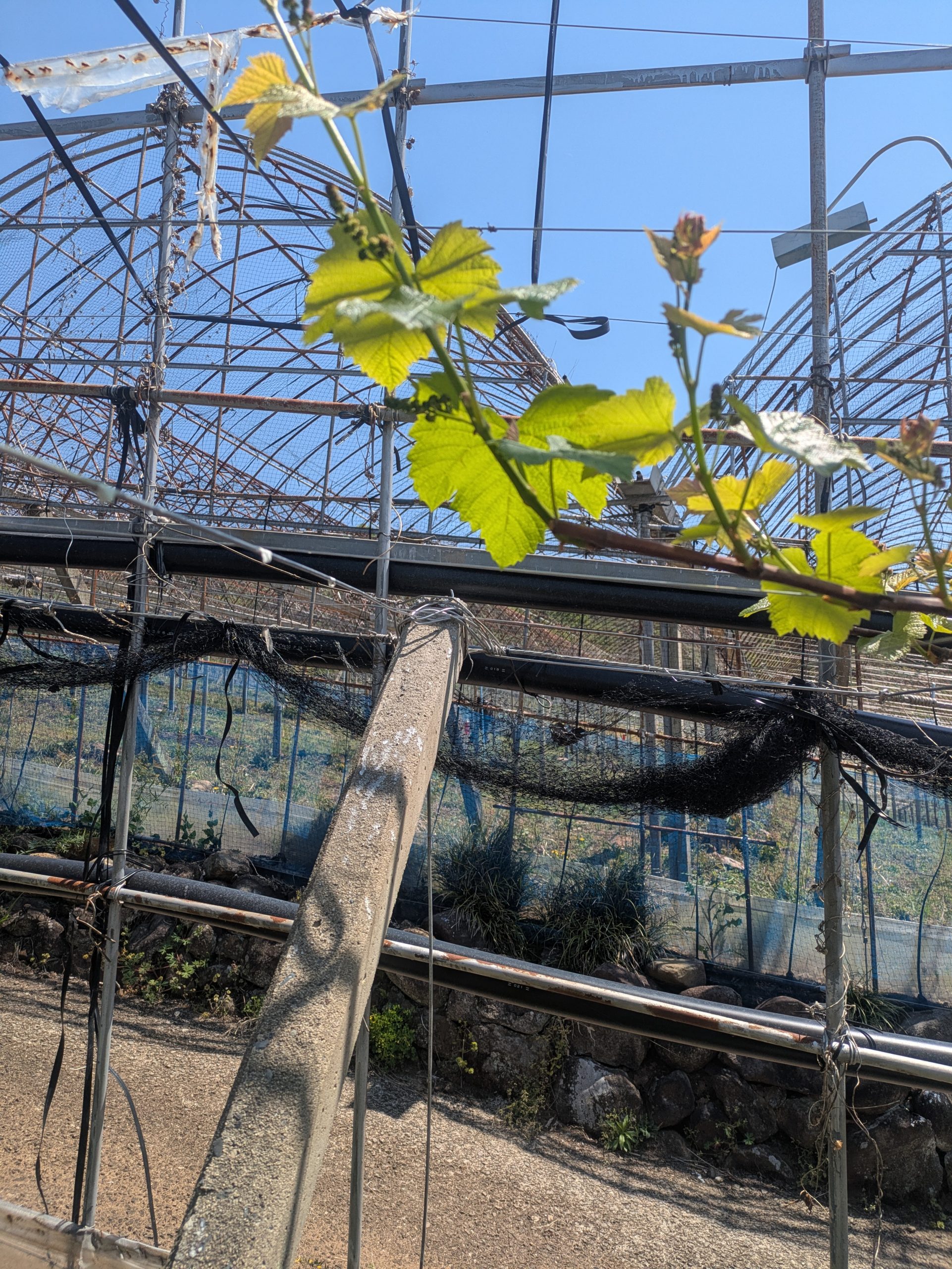 芽が出てきました