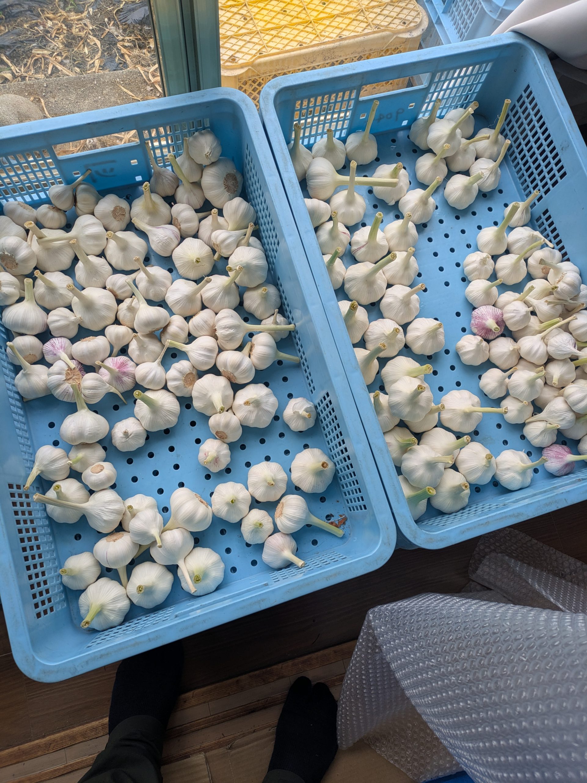 にんにく出荷