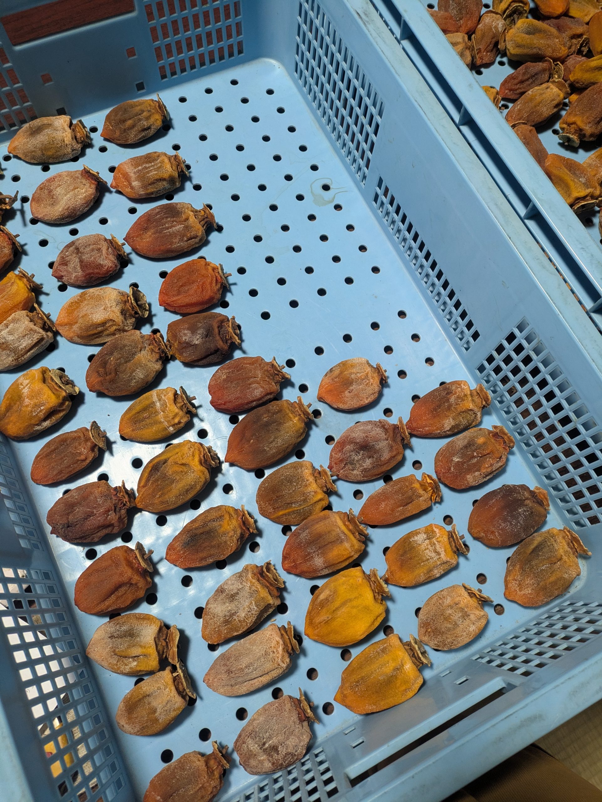 干し柿が完成しました。