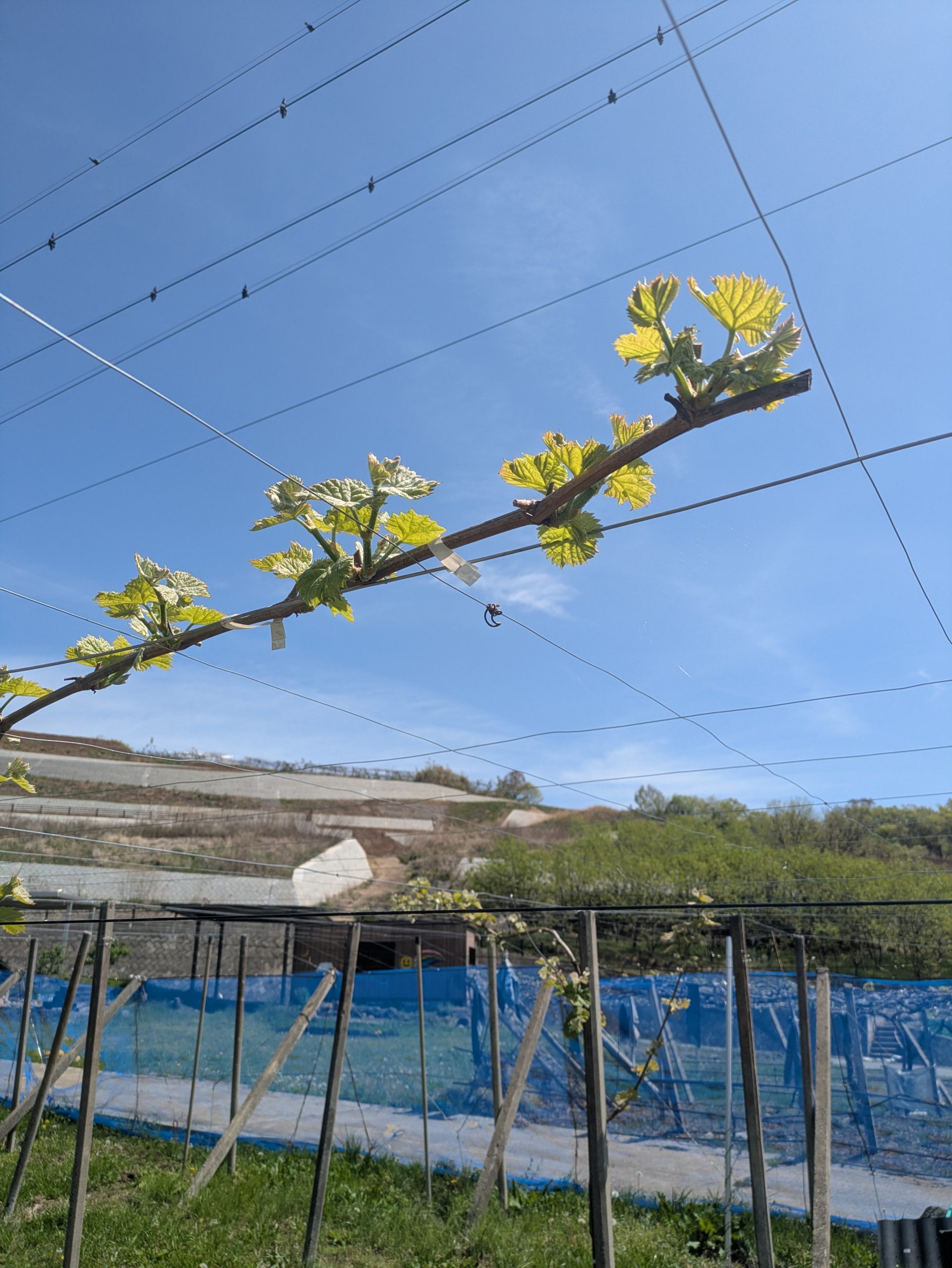 芽が出てきました。
